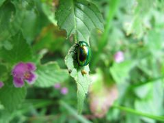 ♀ mit Ei, Wolkering 09/2014