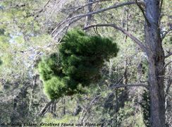 PinHalep Hex4 Kož 150413 0172.jpg