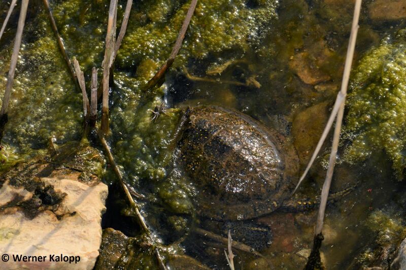 Datei:170927 Sumpfschildi.jpg