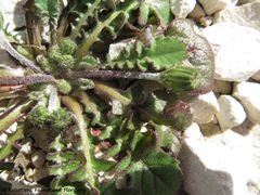 Knospen, Vir 03/2018