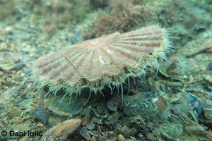 200908 Pecten jacobeus 2 k.jpg