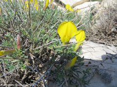 Otok Pag, D 106 bei Šimuni 03/2019