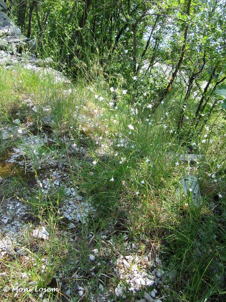 Datei:Anthericum ramosum Linné, 1753 Senj 130712 3137.jpg