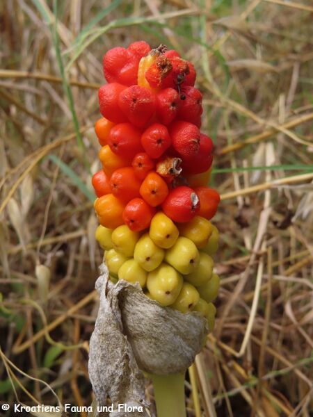 Datei:Arum italicum Linné, 1753 Vrana 230728 4296 k.jpg