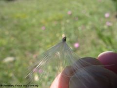 CardNu Samen Vir 140509 3054.jpg