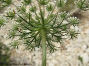 Daucus carota Linné subsp. maritimus (Lamarck) Battandier, 1889. Fundort: Nin 06/2011, Essbare Pflanze , Heilpflanze