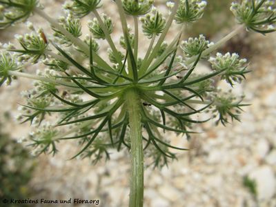 DaucCarotMarit Nin 110614 27.jpg