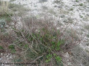 Euph Anzünden 200420 420 k.jpg