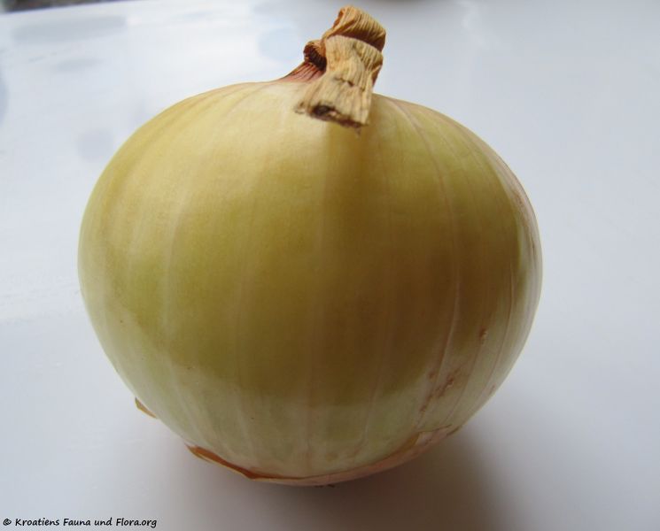 Datei:Zwiebel 111224 17 txt.jpg