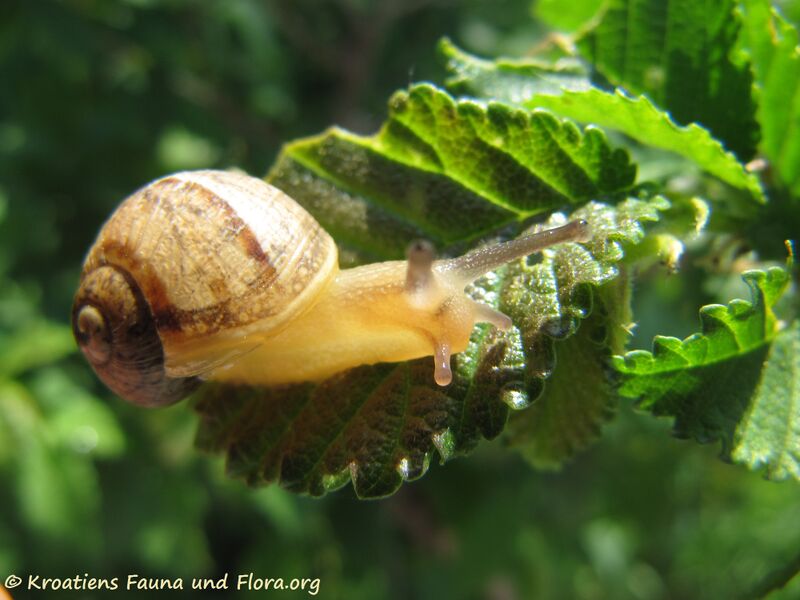 Datei:Cantareus apertus Born, 1778 Bakarac 120504 62.jpg