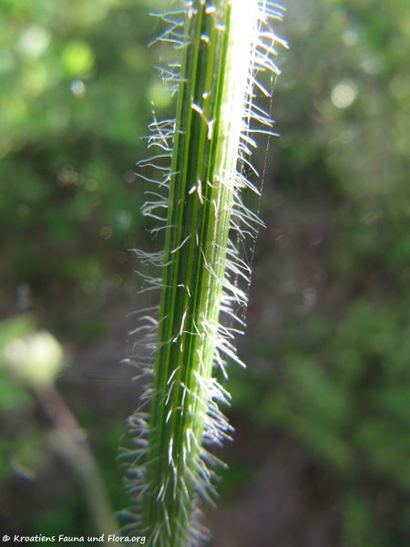 Datei:DaucuCarot Stä2 Gug 140704 4841.jpg