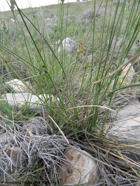 Datei:Hab1 ScirpoidesHolo Vir 130428 1197.jpg