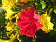 Mirabilis jalapa Linné, 1753 - Wunderblume, peruanski noćurak. Fundort: Vir 07/2015, Invasive Pflanze , Giftpflanze , Zierpflanze