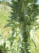 Stängel mit Blättern, Vir 05/2012