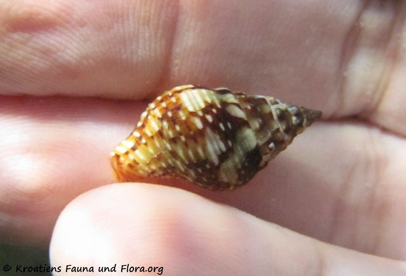 Datei:Pisania striata Gmelin, 1791 Vir 140725 5158.jpg