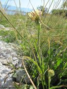 Stängel, Vir 05/2012