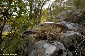 © Werner Kalopp, Učka