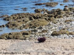 Reste vom Mittagessen