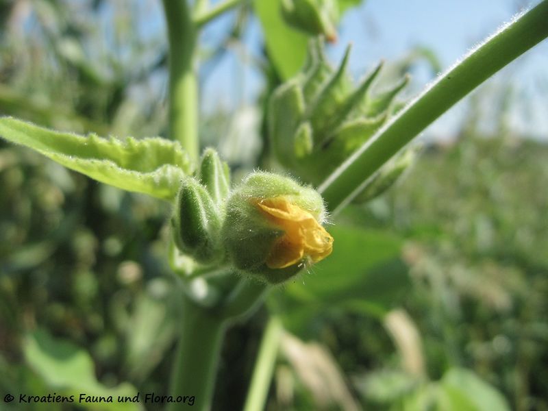 Datei:Abutilon theophrasti Medicus, 1787 Jur 130813 3736.jpg