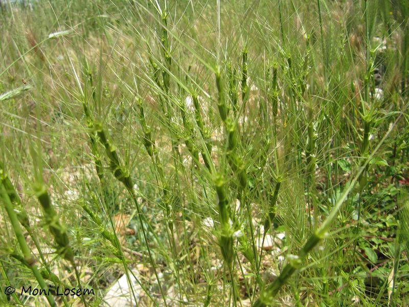 Datei:Aegilops triuncialis Linné, 1753 Vir 120529 694.jpg