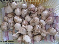 Längliche Zwiebel, Markt in Benkovac 09/2015