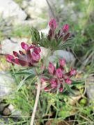 Blütenstand, Vir 05/5010