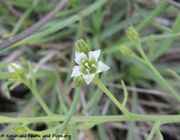 Sparriger Bergflachs, raskrenuti lanak. Fundort: Otok Vir 04/2013