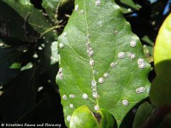 Auf Laurus nobilis Linné, 1753 - Echter Lorbeer, lovor, Zadar 01/2017