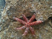 Coscinasterias tenuispina Lamarck, 1816 - Dornen-Seestern, bodljikava zvjezdača. Fundort: Murter 08/2018, Invasives Tier , Schädling, Meerestier