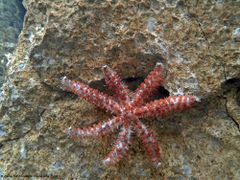 Weißes Tier, Murter 08/2018