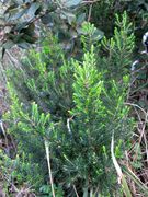 Junge Pflanze, Vir 11/2012