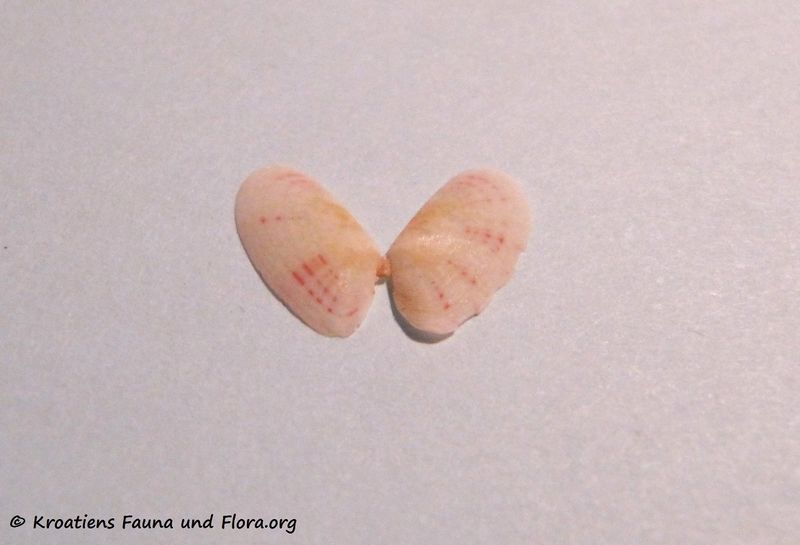 Datei:Moerella pulchella Lamarck, 1818 Vir 100928 03.jpg