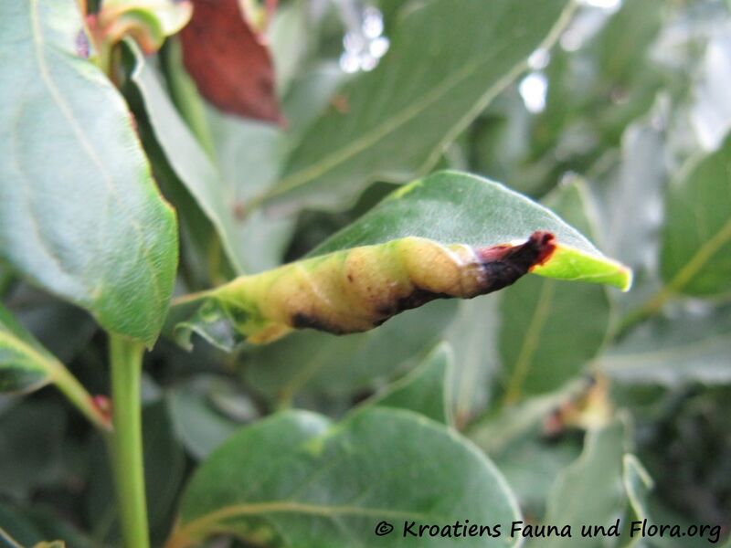 Datei:Trioza alacris Flor, 1861 Nin 151003 2091.JPG