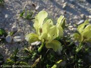 Iris adriatica Trinajstić ex Mitić, 2002 - jadranska perunika. Fundort: Vir 03/2019. Endemische Pflanze, Geschützte Pflanze, Gefährdete Pflanze, Giftpflanze, Heilpflanze, Zierpflanze