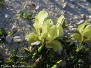 Iris adriatica Trinajstic ex Mitic, 2002 Vir 190324 0497.jpg