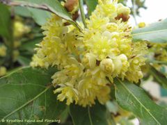 Blütenstand,Insel Vir 04/2010