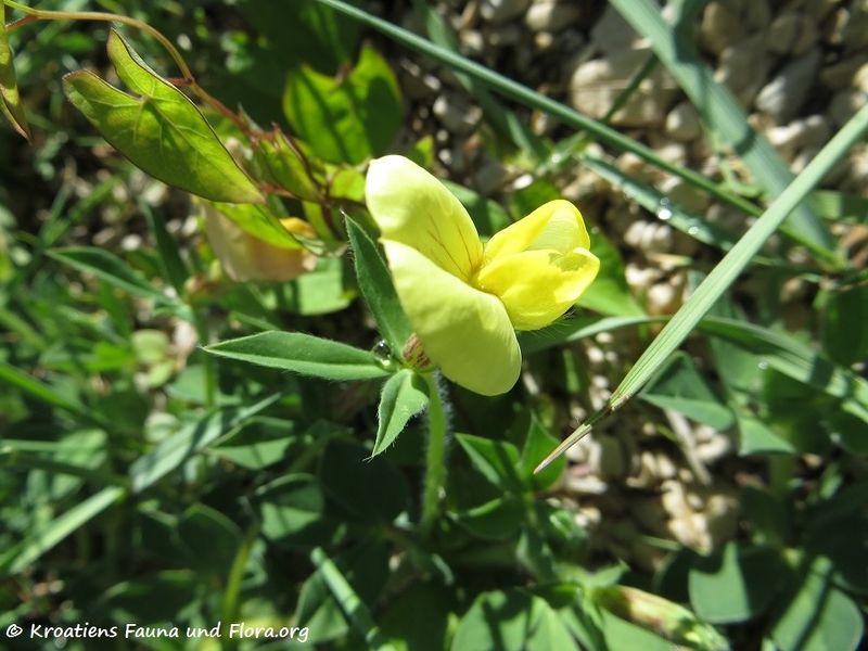 Datei:Lotus maritimus Linné, 1753 Ždrijac 170428 7334 k.jpg