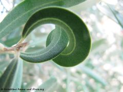 Eingerollte Blätter als Schutz gegen Austrocknen, Vir 10/2013