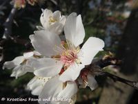 Prunus amygdalus Batsch, 1801 - Mandelbaum, badem. Fundort: Vir 02/2013. Heilpflanze, Essbare Pflanze