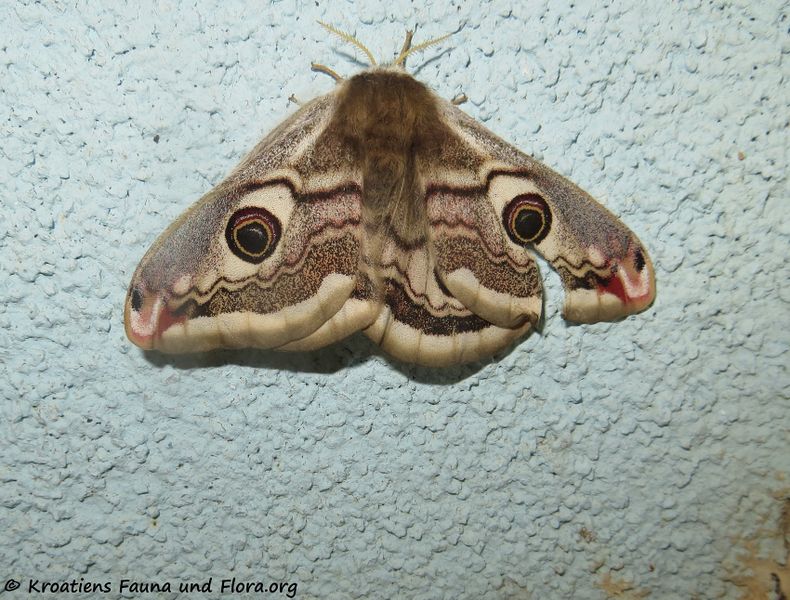 Datei:Saturnia spini Denis & Schiffermüller, 1775 Vir190322 0487.jpg