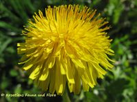 Taraxacum officinale Wiggers, 1780 - Löwenzahn, maslačak, Fundort: Bayern – Thalmassing 04/2012, Kroatien – Kožino und Zaprešić, Essbare Pflanze , Heilpflanze