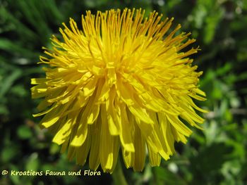 TaraxOff Blü6 TH 120427 399.jpg