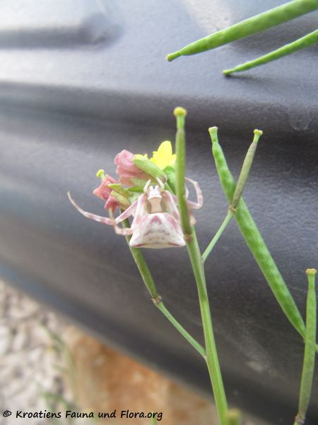 Datei:Thomisus onustus Walckenaer, 1806 Vir 160626 8954.jpg