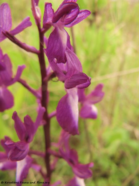 Datei:Anacamptis laxiflora Priv 170503 7399.jpg