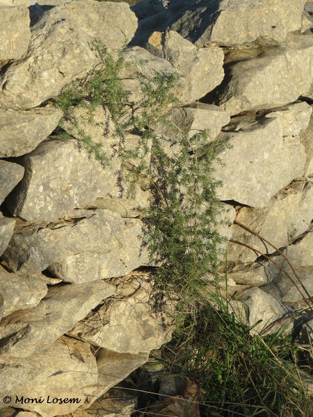 Datei:Asparagus acutifolius Linné, 1753 Vir 121114 3762.jpg