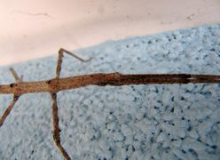 Der kleine, schmale Kopf, Vir 04/2016