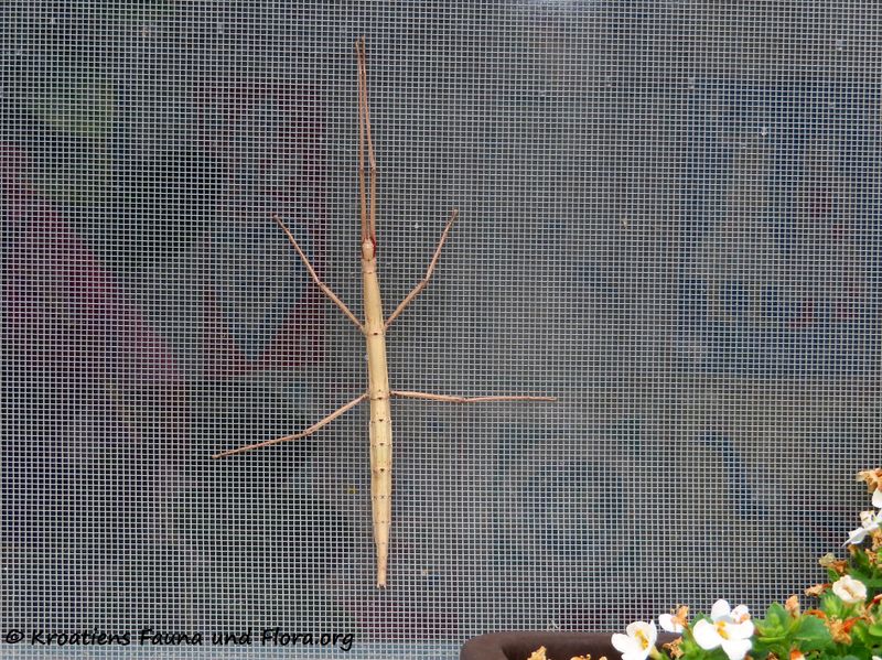 Datei:Bacillus rossius Rossi, 1788 Vir 200605 866 k.jpg