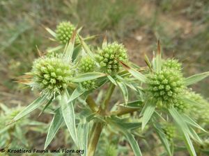 Blü 4ErynCamp Vir180627 14365.jpg