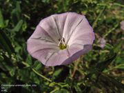 Convolvulus arvensis Linné, 1753 - Ackerwinde, poljski slak. Fundort: Vir 06/2011, Heilpflanze, Giftpflanze