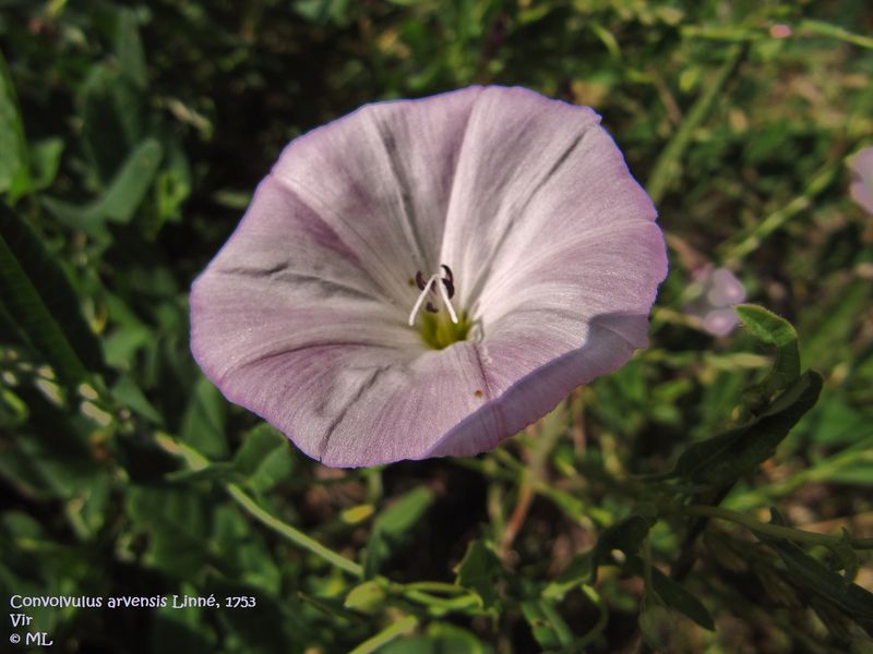 Datei:Convolvulus arvensis Linné, 1753, Vir 110615 2.jpg